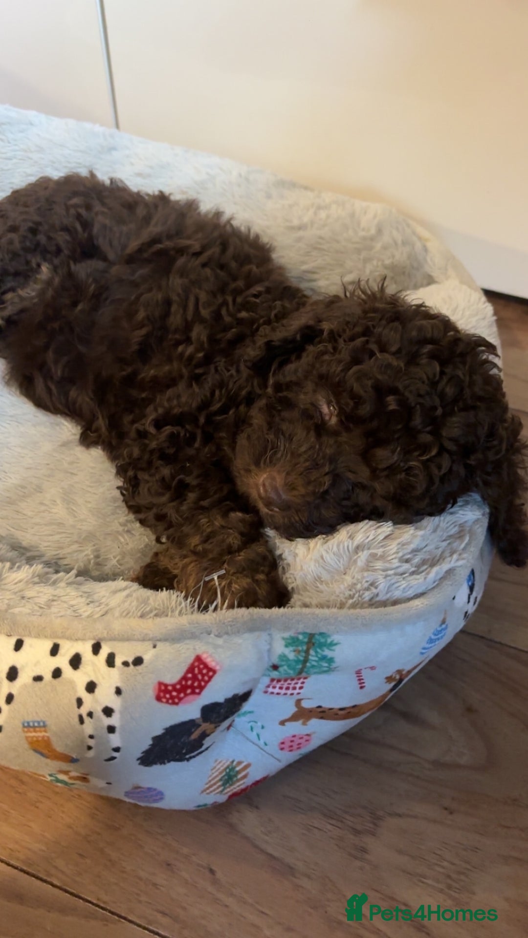 Cockapoo dogs for sale: Beautiful F2B Toy Cockapoo Puppies - Advert 22