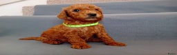 Goldendoodle dogs for sale: Gorgeous F1b Goldendoodles - Advert 17