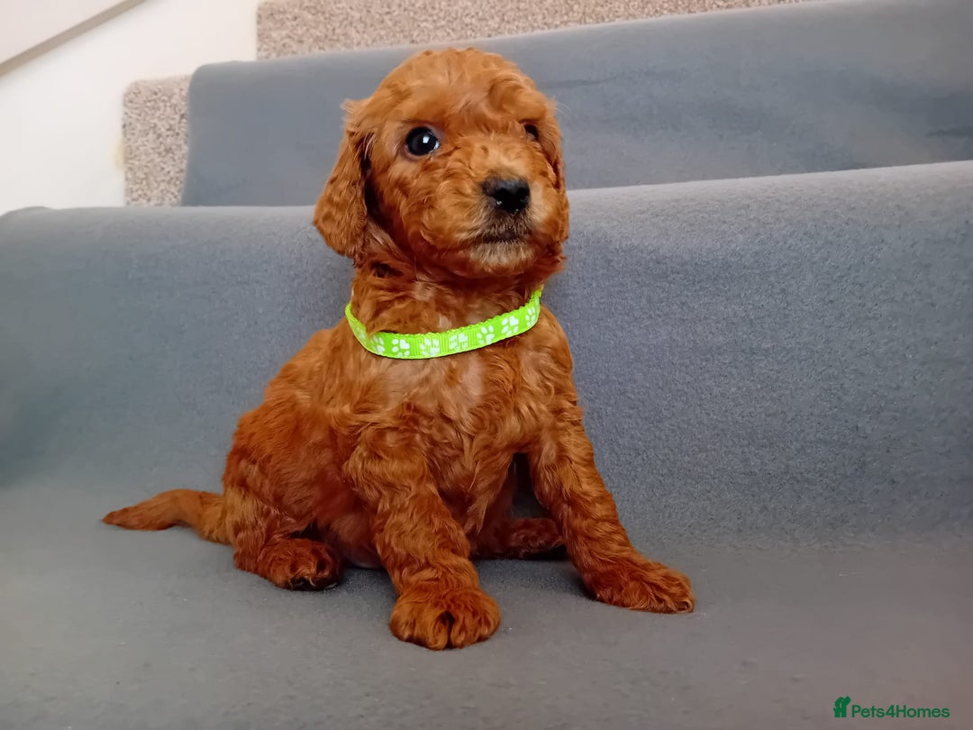 Goldendoodle dogs for sale: Gorgeous F1b Goldendoodles - Advert 17