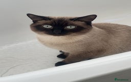 Burmese cats for sale: Male burmese cat  - Image 2