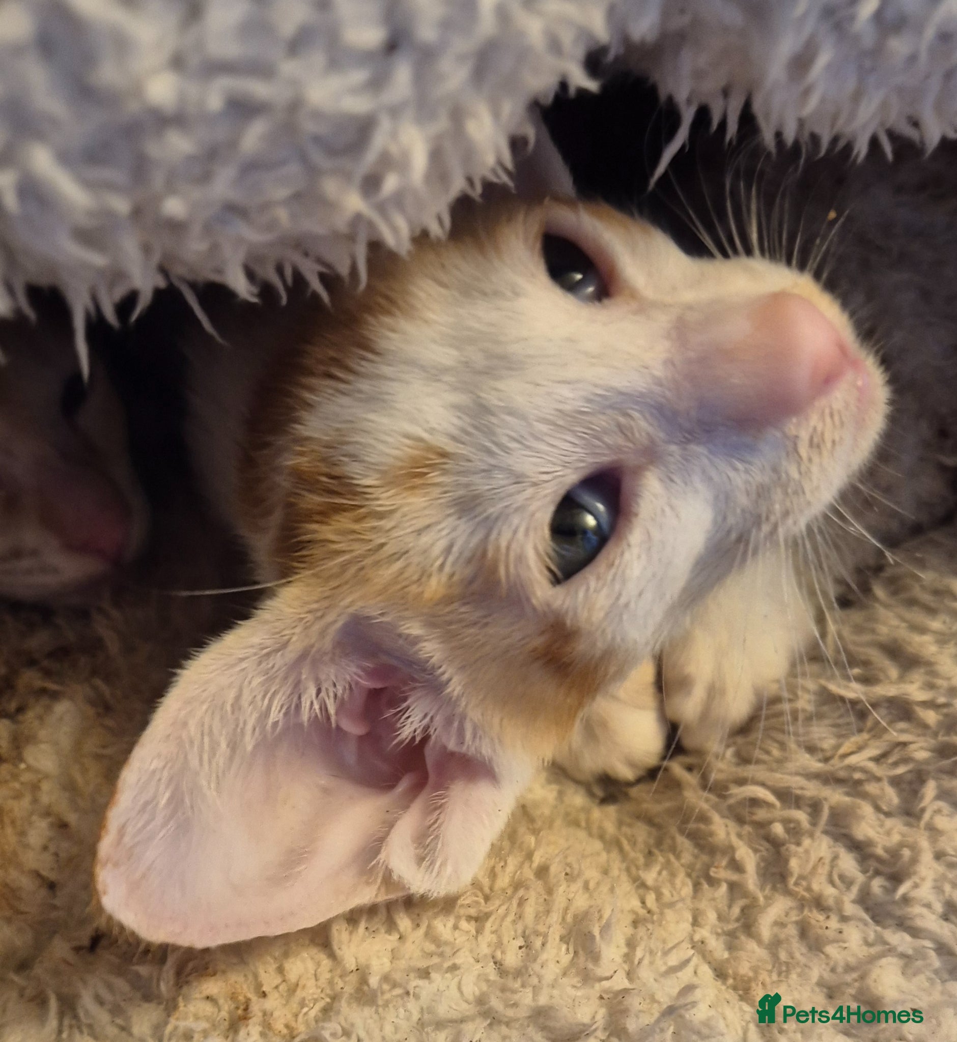 Oriental cats No expense spared, beautiful, bold kittens. - Advert 2