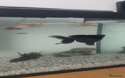 Fancy Goldfish fish for sale: black goldfish pair plus 1 X minnow 5 orange fish  - Image 9