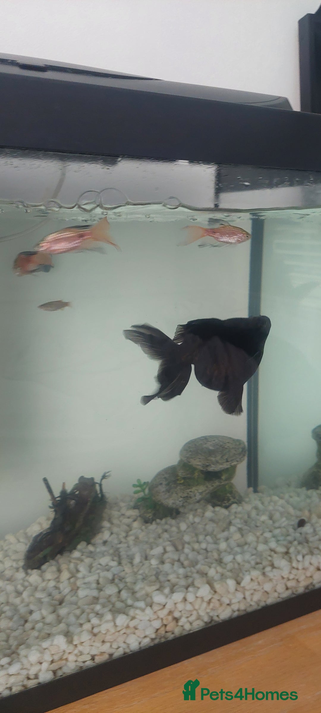 Fancy Goldfish fish for sale: black goldfish pair plus 1 X minnow 5 orange fish  - Image 9