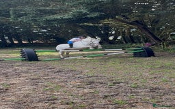 Other Breed horses for sale: Amazing pony club pony  - Image 3