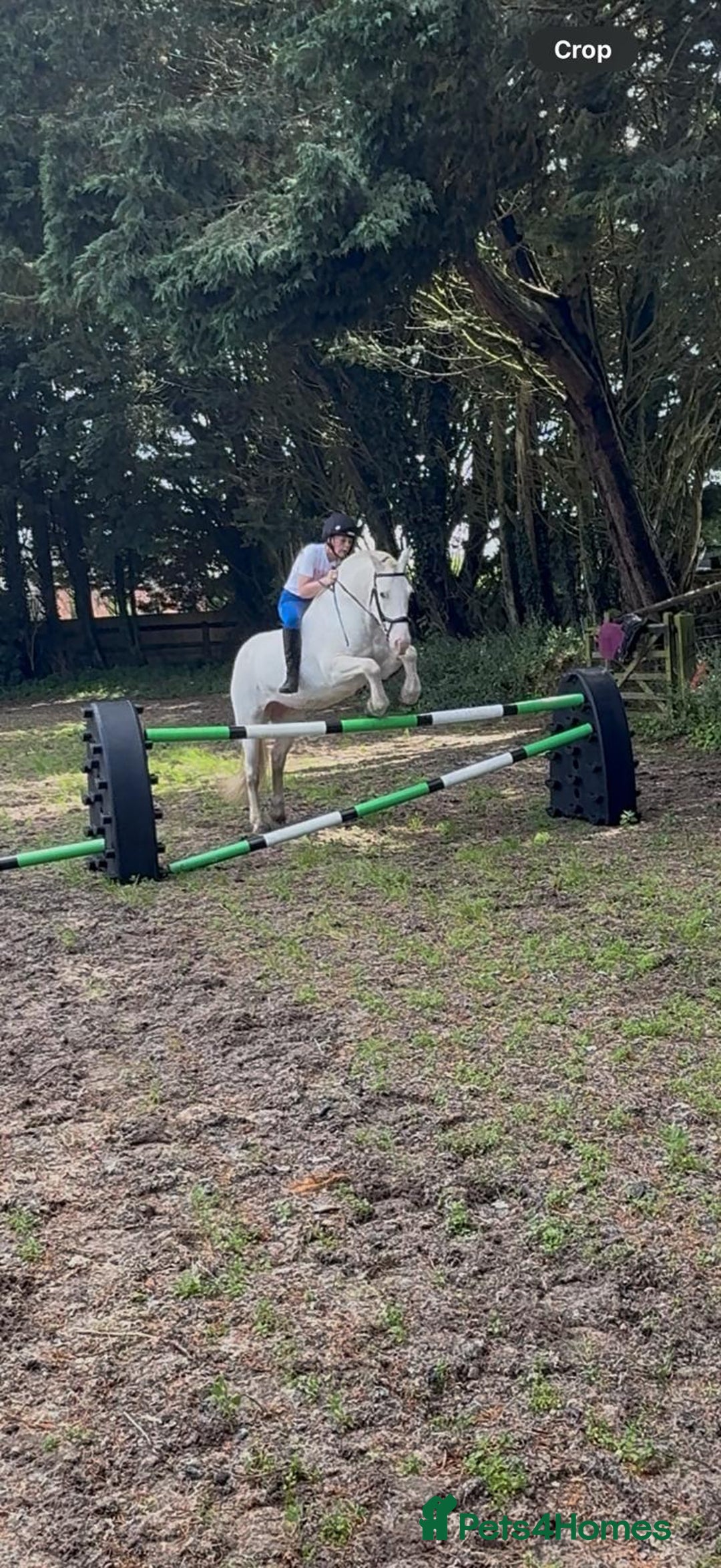 Other Breed horses for sale: Amazing pony club pony  - Image 3