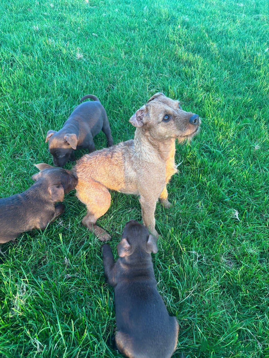 Patterdale Terrier dogs for sale: Perfect patterdale puppies - Image 6