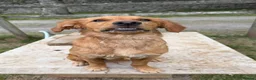 Golden Retriever dogs for sale: Lovely dog puppy - Advert 3