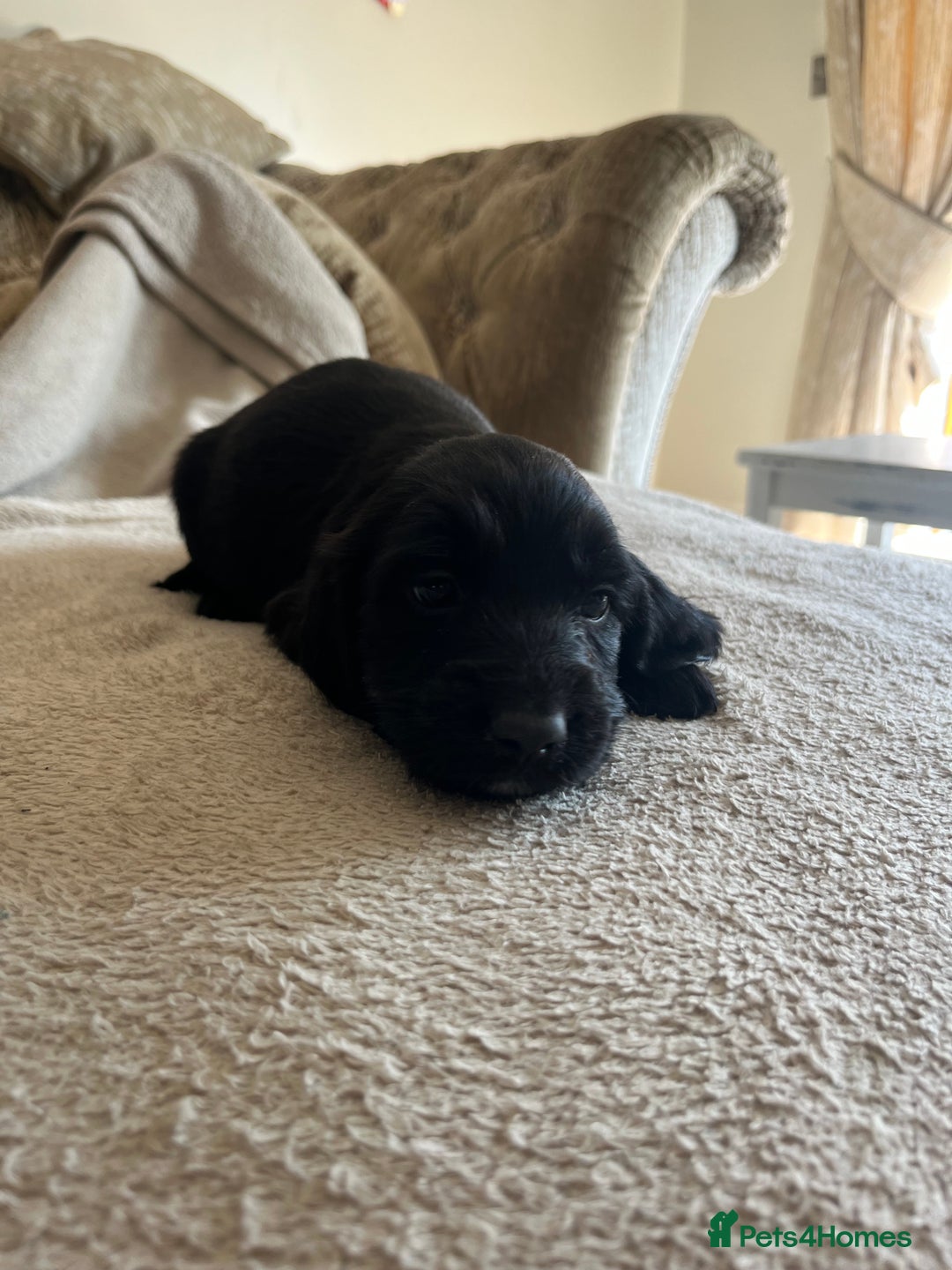 Cockapoo dogs for sale: Cockapoo Puppies looking for their forever home! - Image 6