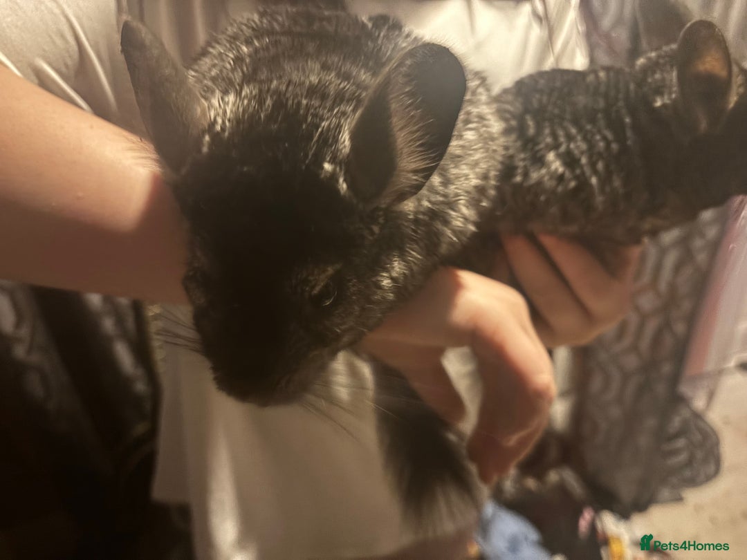 Chinchilla rodents for sale: 2 chinchillas with set up - Advert 2