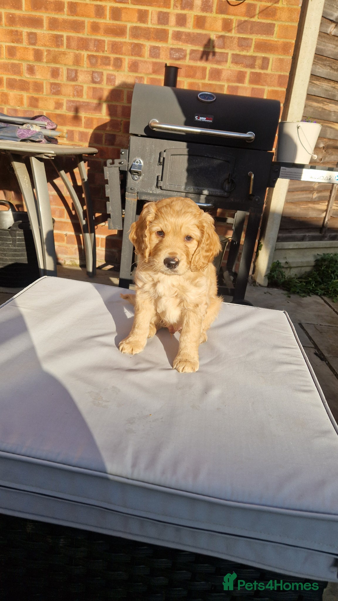 Cockapoo dogs for sale: Last beautiful boy left Gorgeous Golden Cockerpoo - Advert 8
