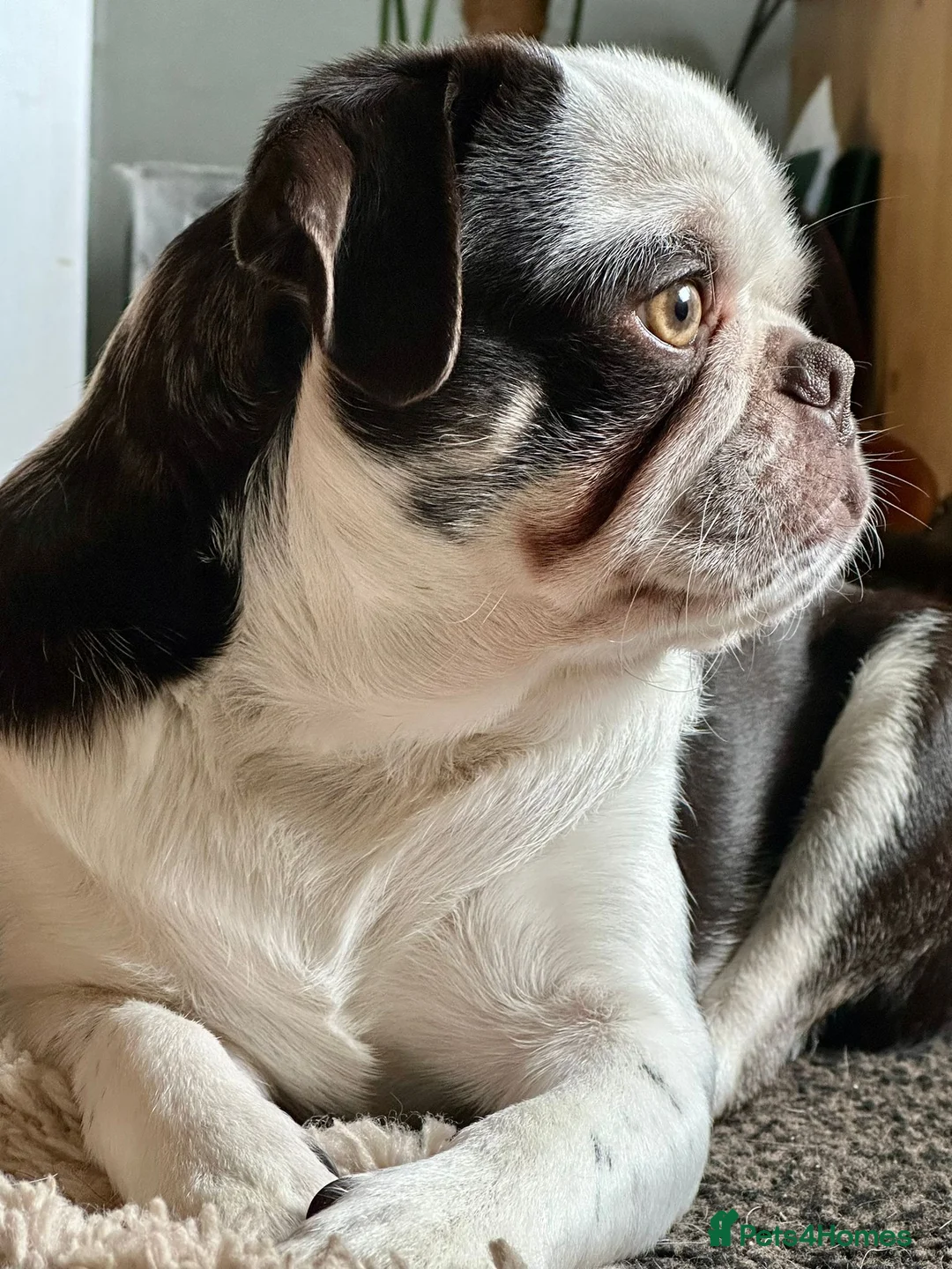 Pug dogs for sale: 🐾 Experienced Home Needed – Chocolate Panda Pug - Advert 15