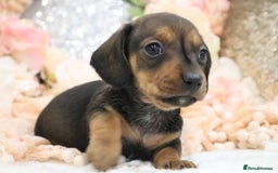 Miniature Dachshund dogs for sale: KC Registered Miniature Dachshund Puppies - Image 2