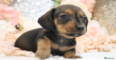 Miniature Dachshund dogs - Advert 4