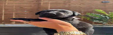 Labrador Retriever 6