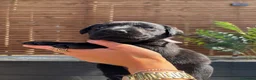 Labrador Retriever dogs for sale: KC Labrador Retrievers - Advert 10