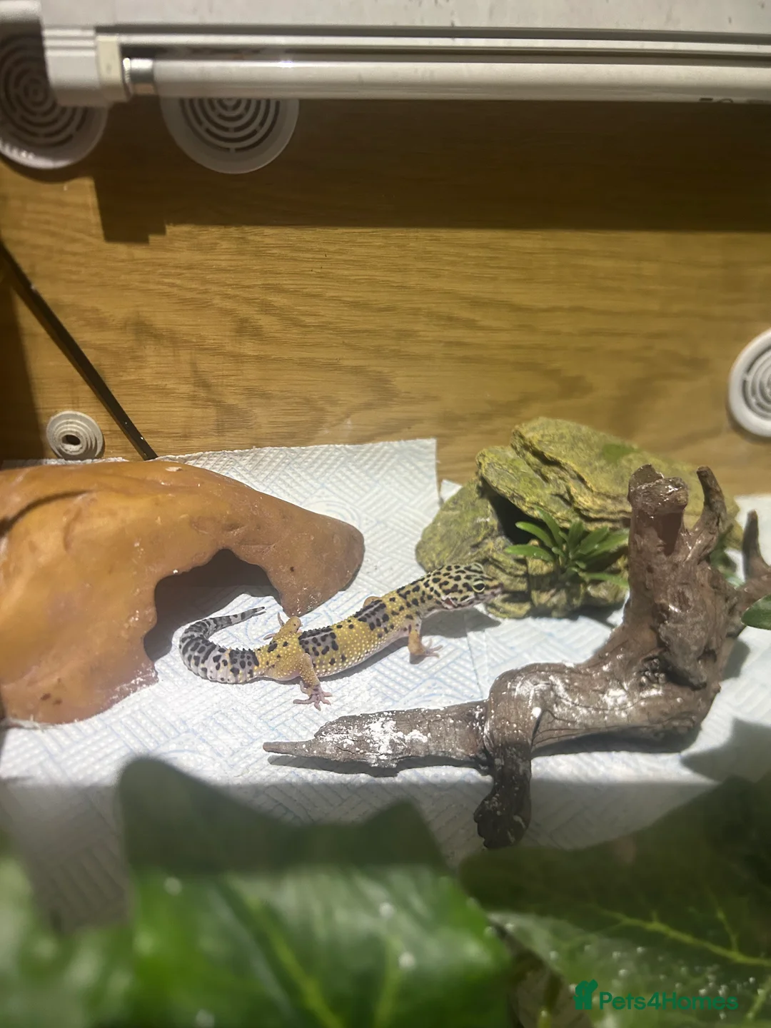 Leopard Gecko reptiles for sale: leopard gecko  - Advert 6