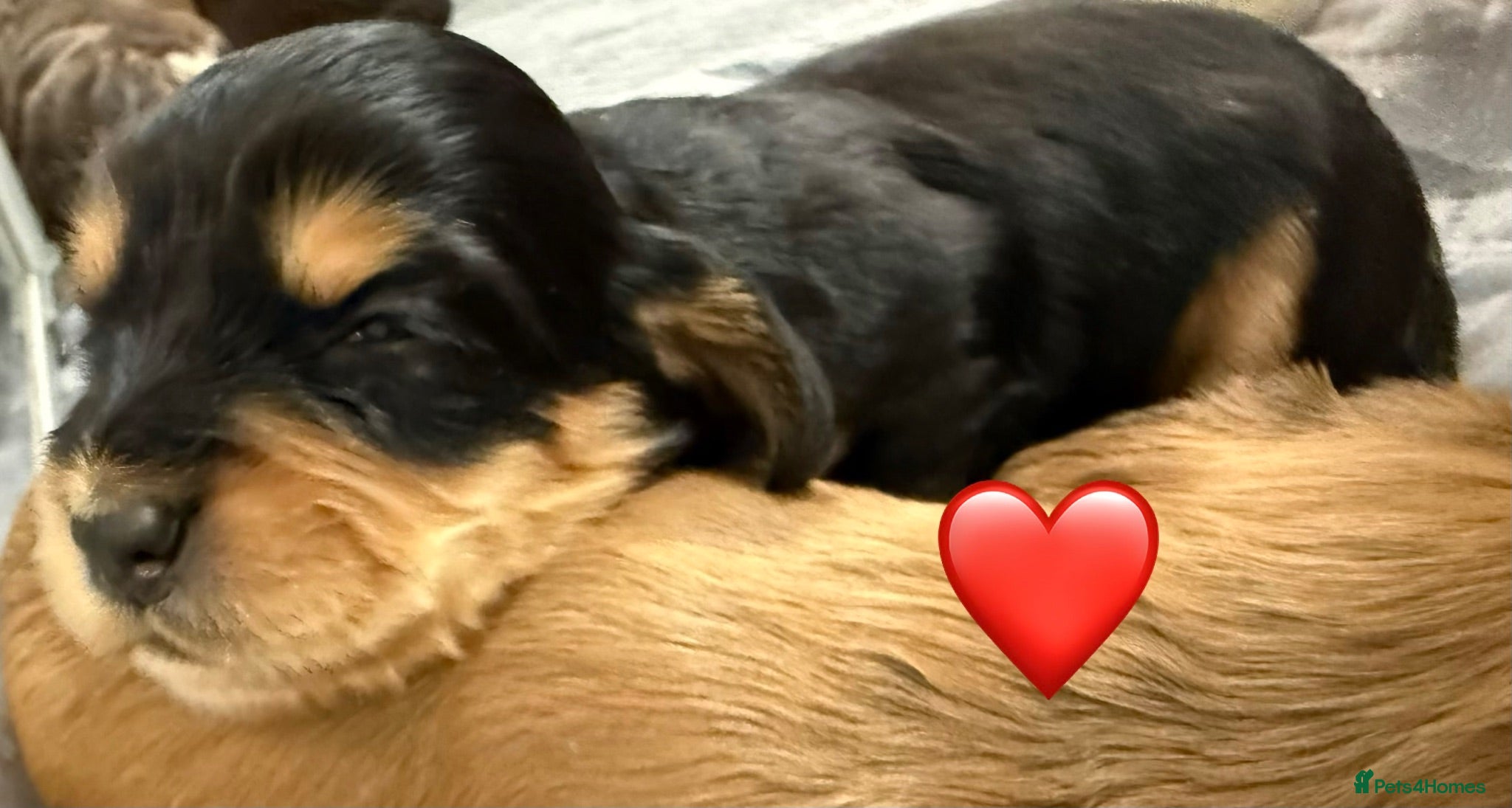 Cocker Spaniel dogs 🐾Beautiful ShowxWorking Cocker Spaniel Puppies 🐾 - Advert 2