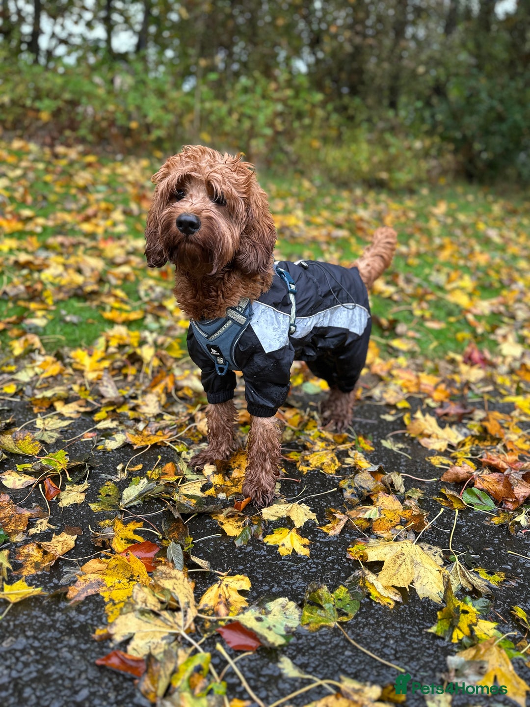 Cockapoo dogs for stud: Bear – DNA Tested Cockapoo Stud (Poodle-Dominant) - Advert 11