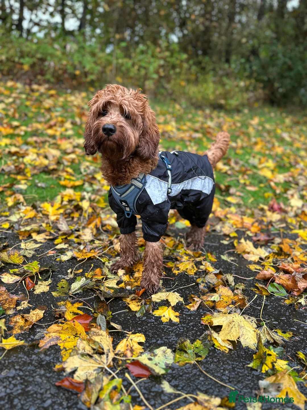 Cockapoo dogs for stud: STUD - DNA Tested Cockapoo (Poodle-Dominant) - Advert 12