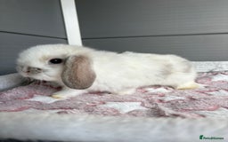 Mini Lop rabbits for sale: Friendly pure bred mini lops  - Image 6