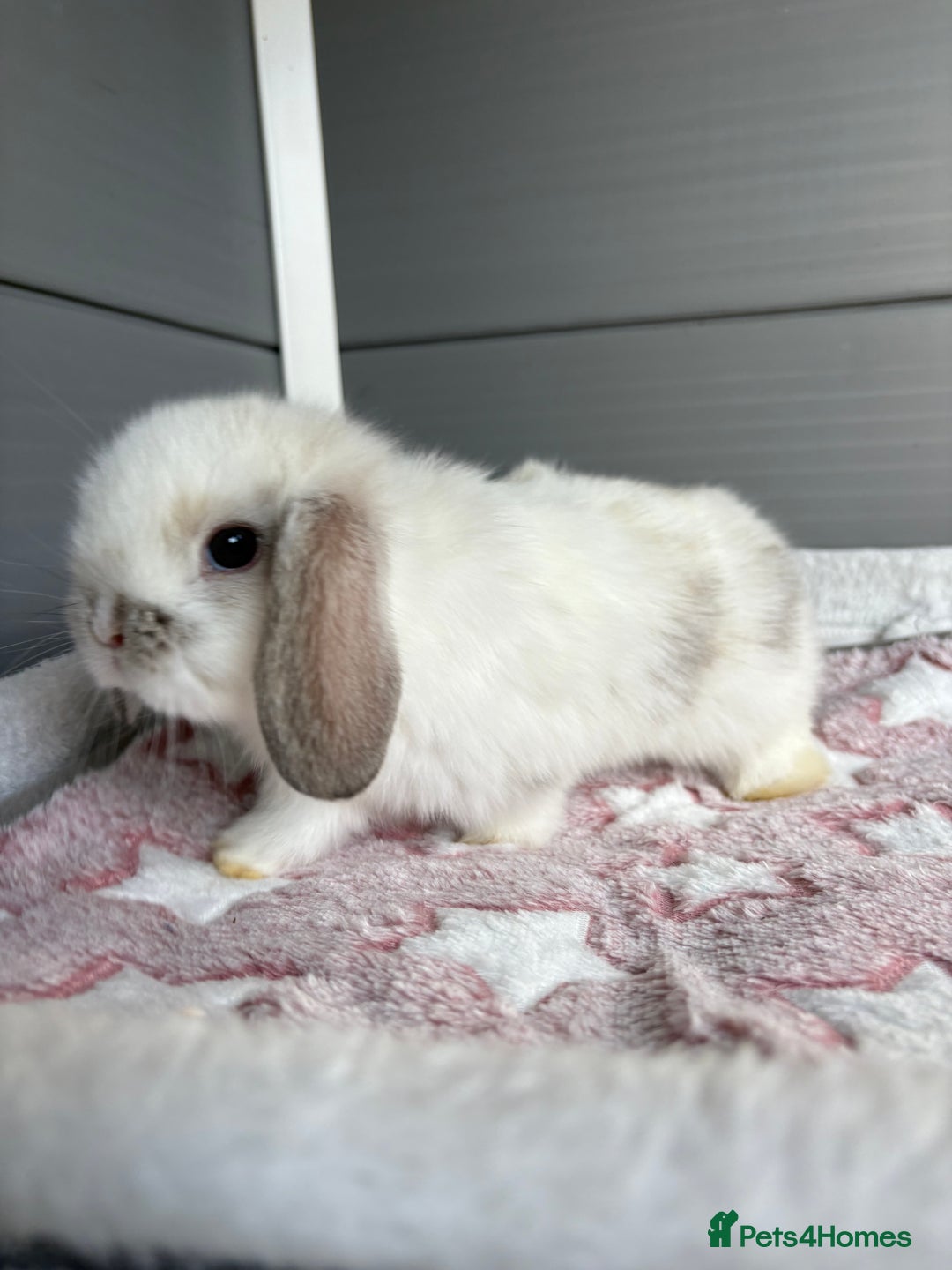 Mini Lop rabbits for sale: Friendly pure bred mini lops  - Image 6