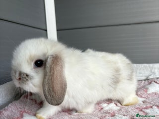 Mini Lop rabbits - Advert 7