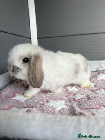 Mini Lop rabbits - Advert 6