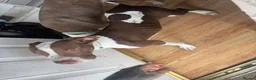 Mixed Breed dogs for sale: 6 month old kilo  in Birmingham - Advert 6