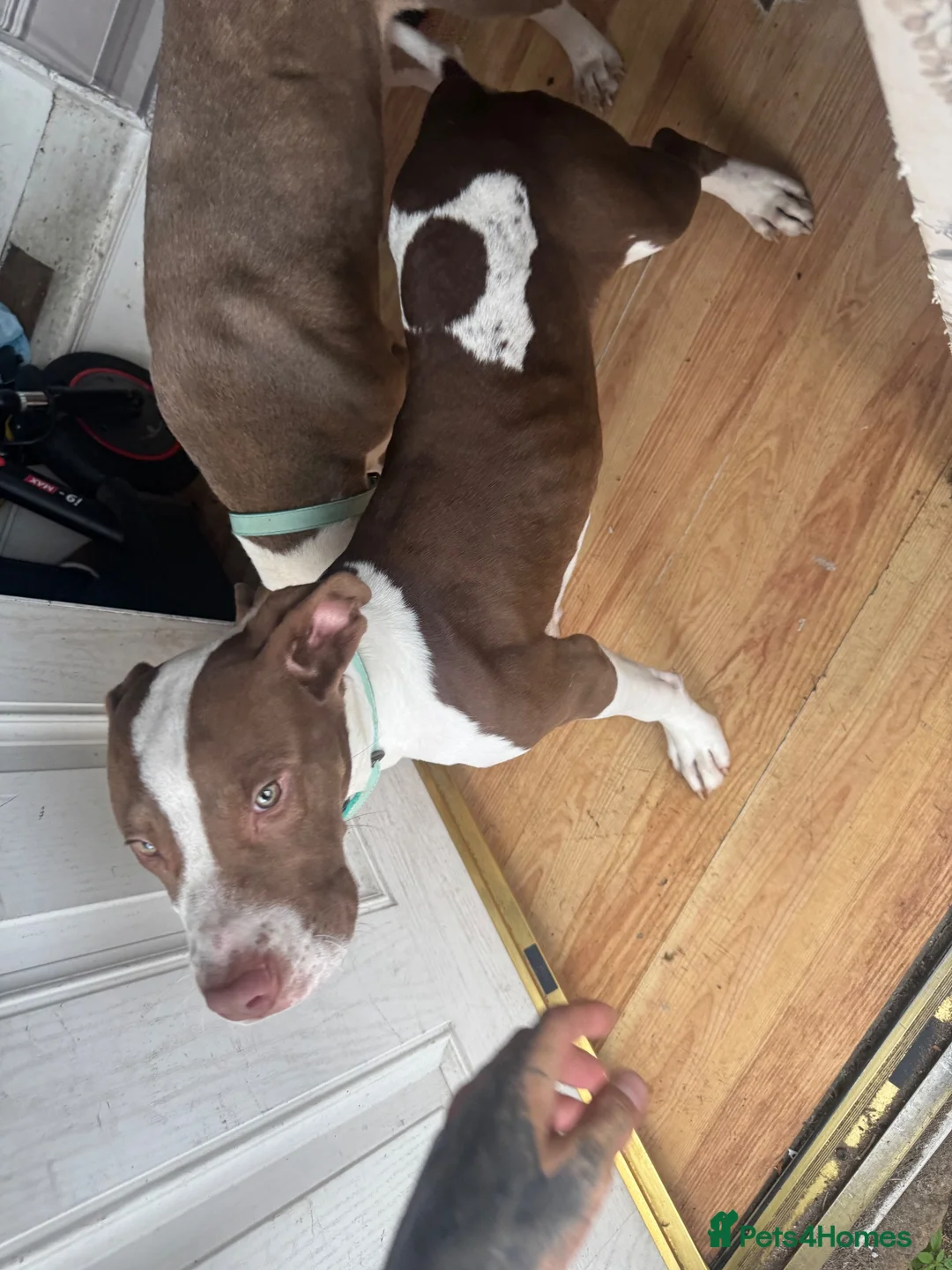 Mixed Breed dogs for sale: 6 month old kilo  in Birmingham - Advert 6