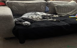 Cocker Spaniel dogs for stud: Wanted stud dog Birmingham area  - Image 3