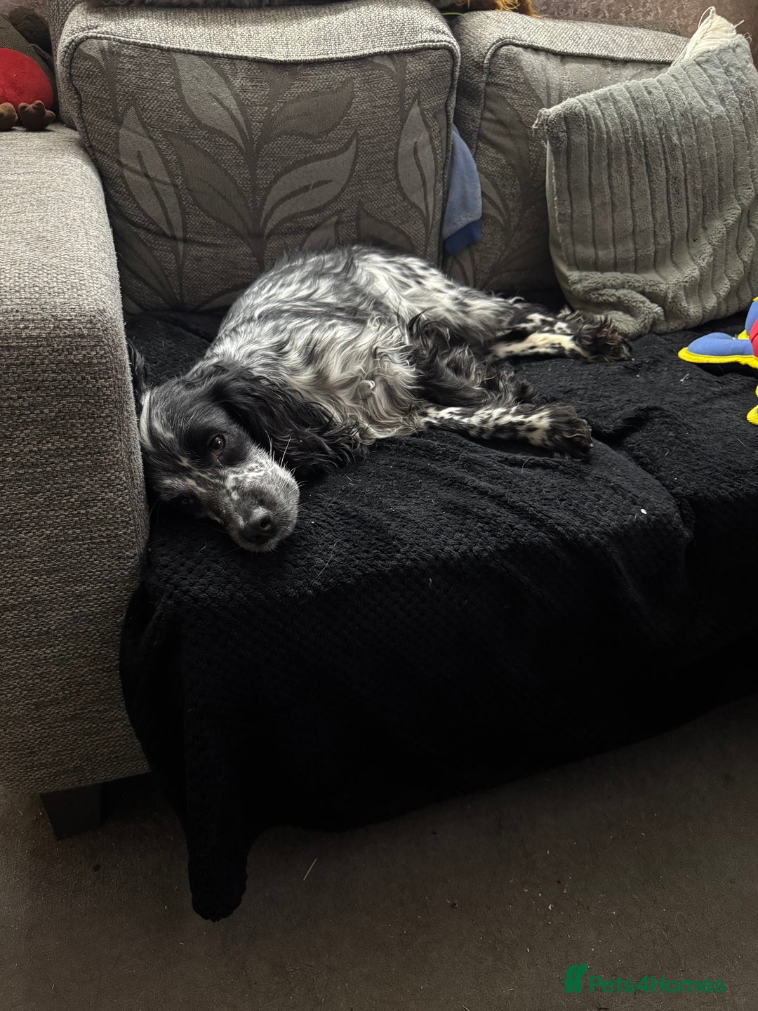 Cocker Spaniel dogs for stud: Wanted stud dog Birmingham area  - Image 3