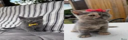 British Shorthair cats for sale: 🐈 Stunning British Shorthair for sale 🫶🏻🐈‍⬛ - Advert 1