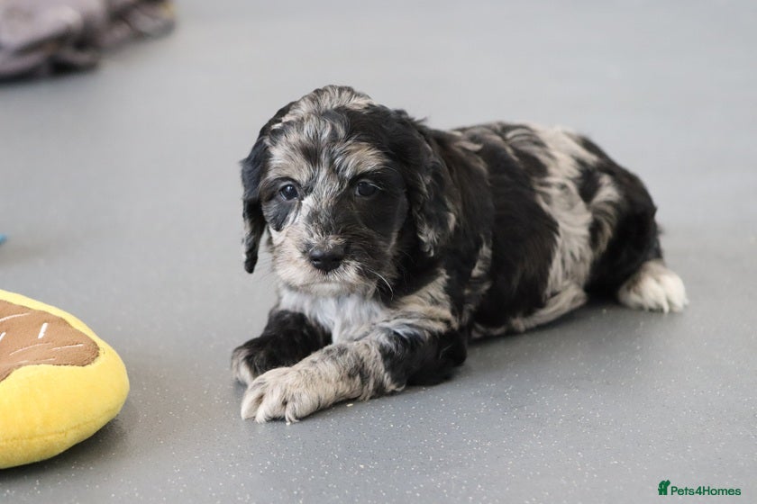 Cockapoo dogs F1 Cockapoo puppies for sale! - Advert 5