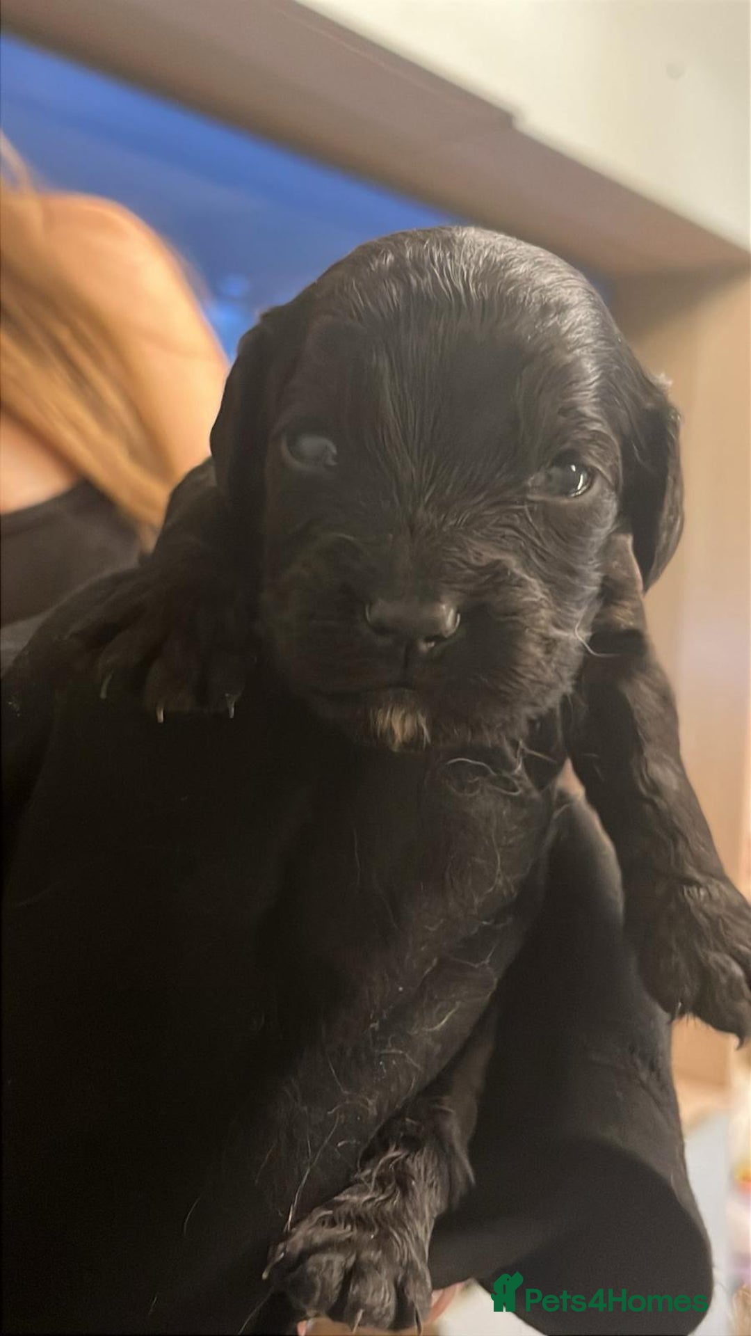 Cocker Spaniel dogs for sale: Cocker spaniel puppies - Image 7