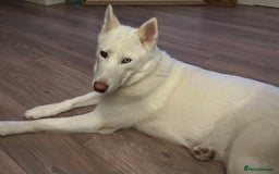Siberian Husky dogs for sale: Beautiful husky puppies expected - Image 5