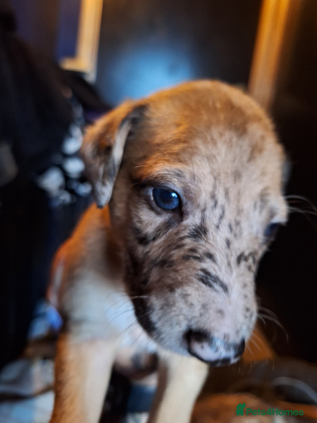 Lurcher dogs for sale: Really Now saluki Lurcher  - Advert 18