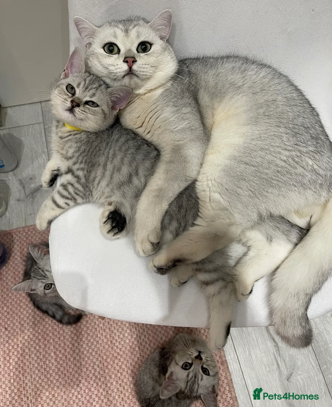 British Shorthair cats for stud: Handsome GCCF Non-Active BSH Stud in London - Advert 7