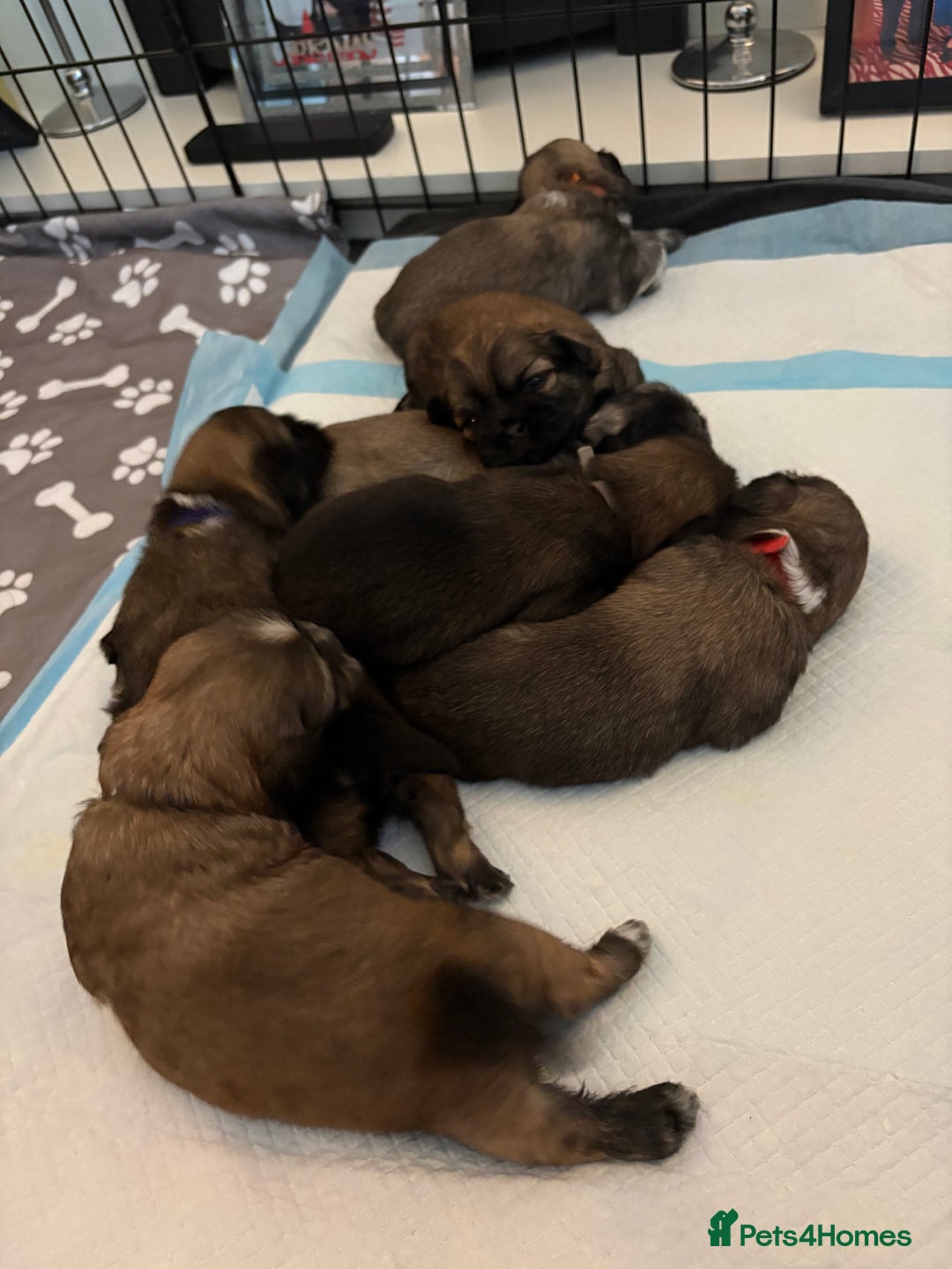 Shih Tzu dogs for sale: Shih tzus  - Image 20