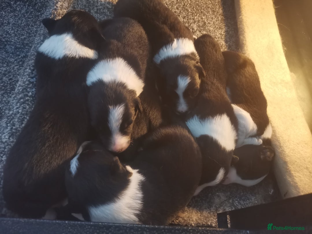 Border Collie dogs for sale: Beautiful litter of border collie puppies - Image 8