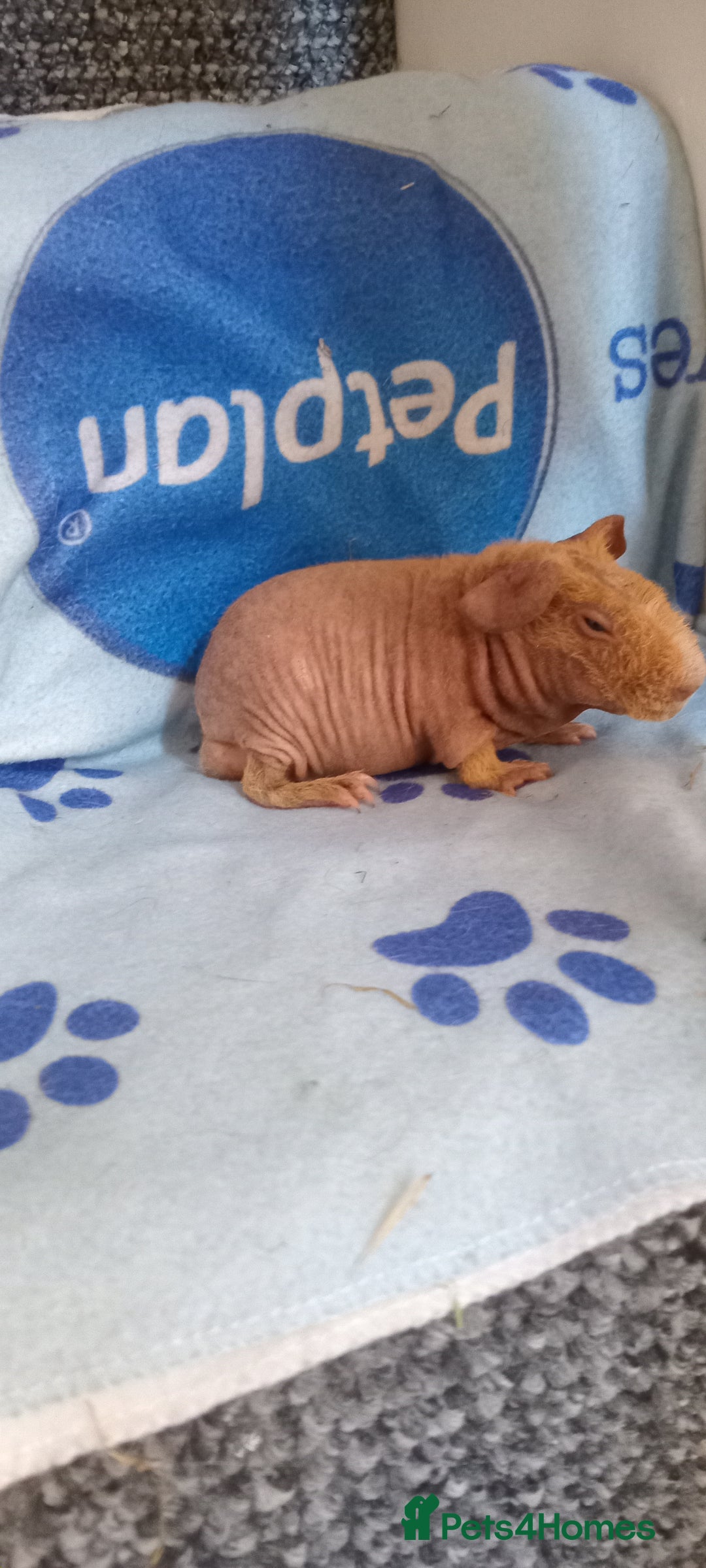 Guinea Pig rodents for sale: Skinnys - Werewolfs & Lakelands (Skinny Carriers - Image 2