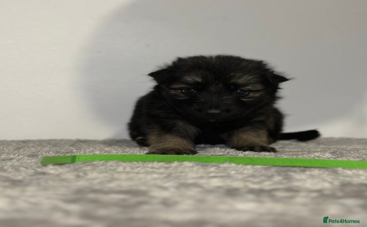 Mixed Breed dogs - Advert 2