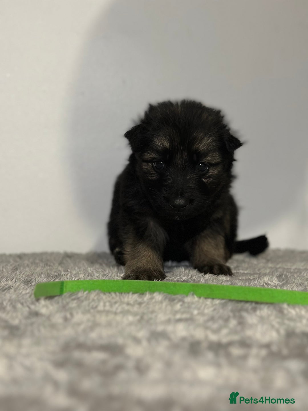 Mixed Breed dogs for sale: German shepherd pups  - Image 1