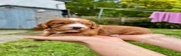 Cocker Spaniel dogs for sale: KC Registered Golden & Red Working Cocker puppies in Kendal - Advert 14