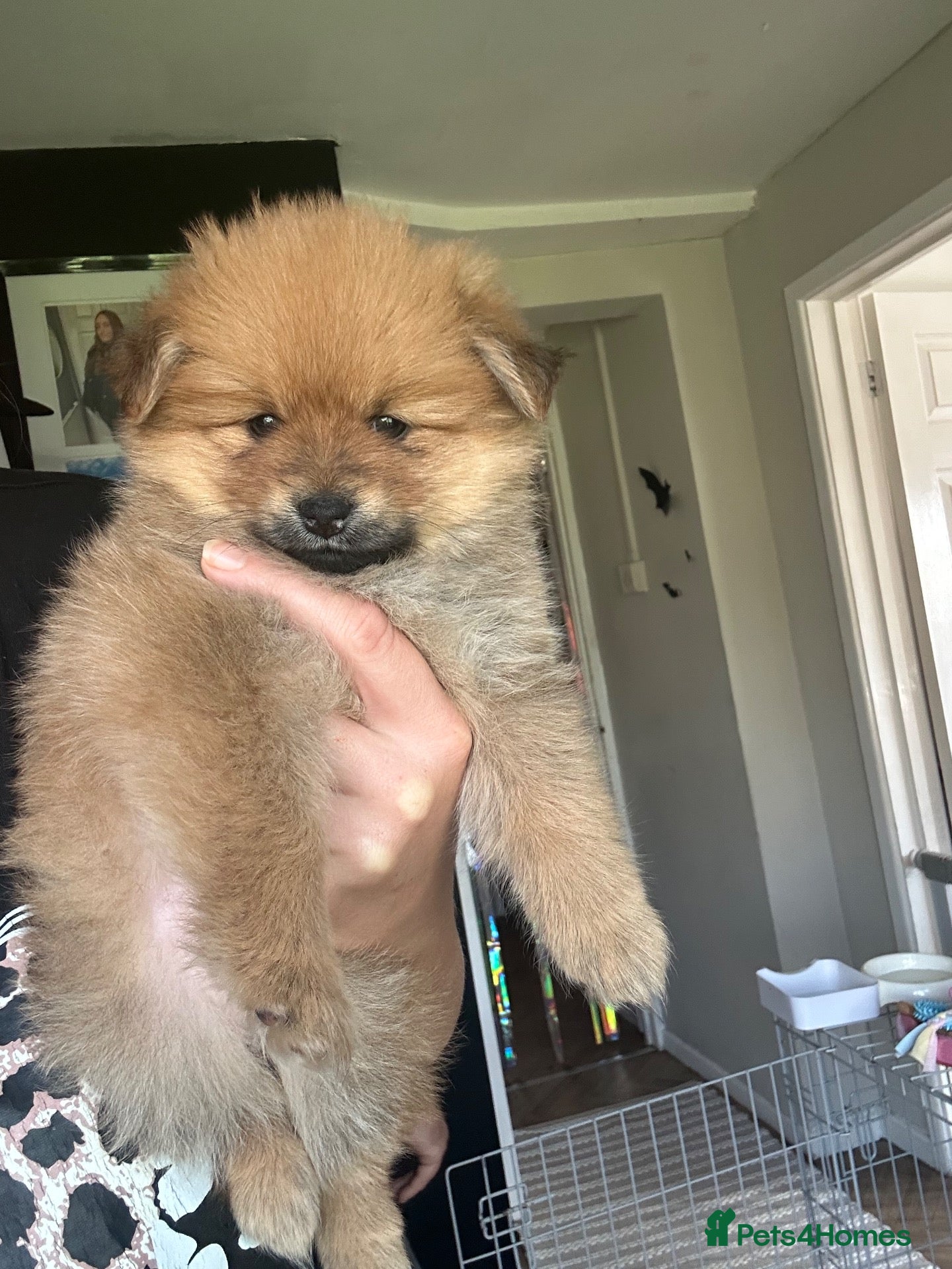 Pomchi dogs for sale: Teddy bear Pomeranian puppies - Advert 10