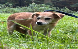 Mixed Breed dogs for adoption: Geoffrey - Kings Lynn Norfolk  - Image 5