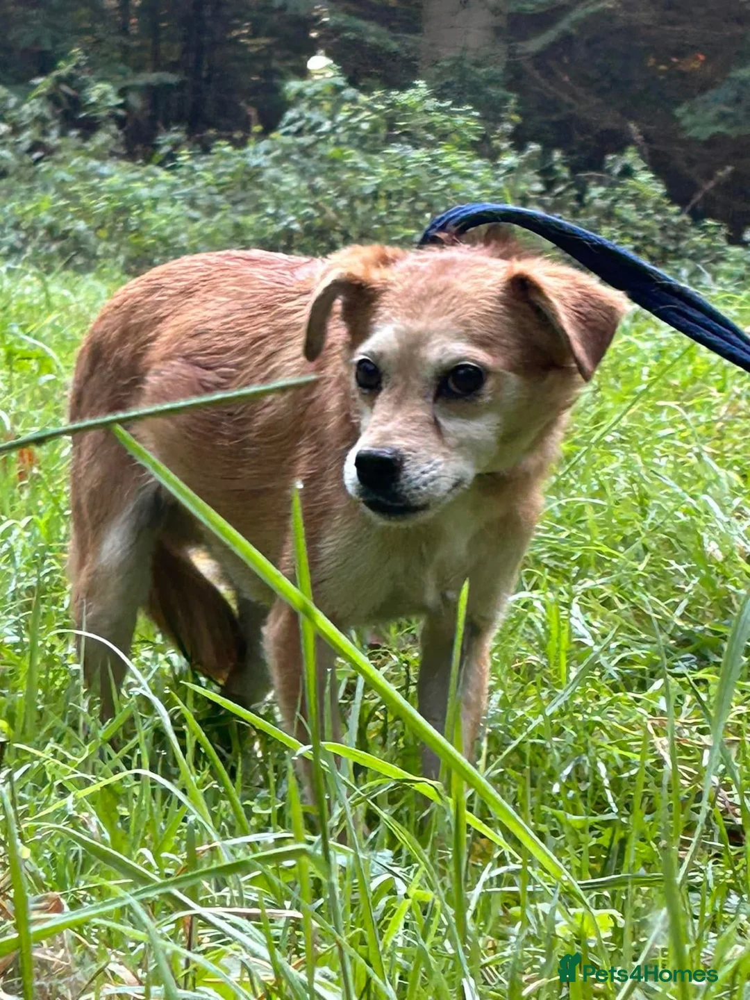 Mixed Breed dogs for adoption: Geoffrey - Kings Lynn Norfolk  - Advert 5