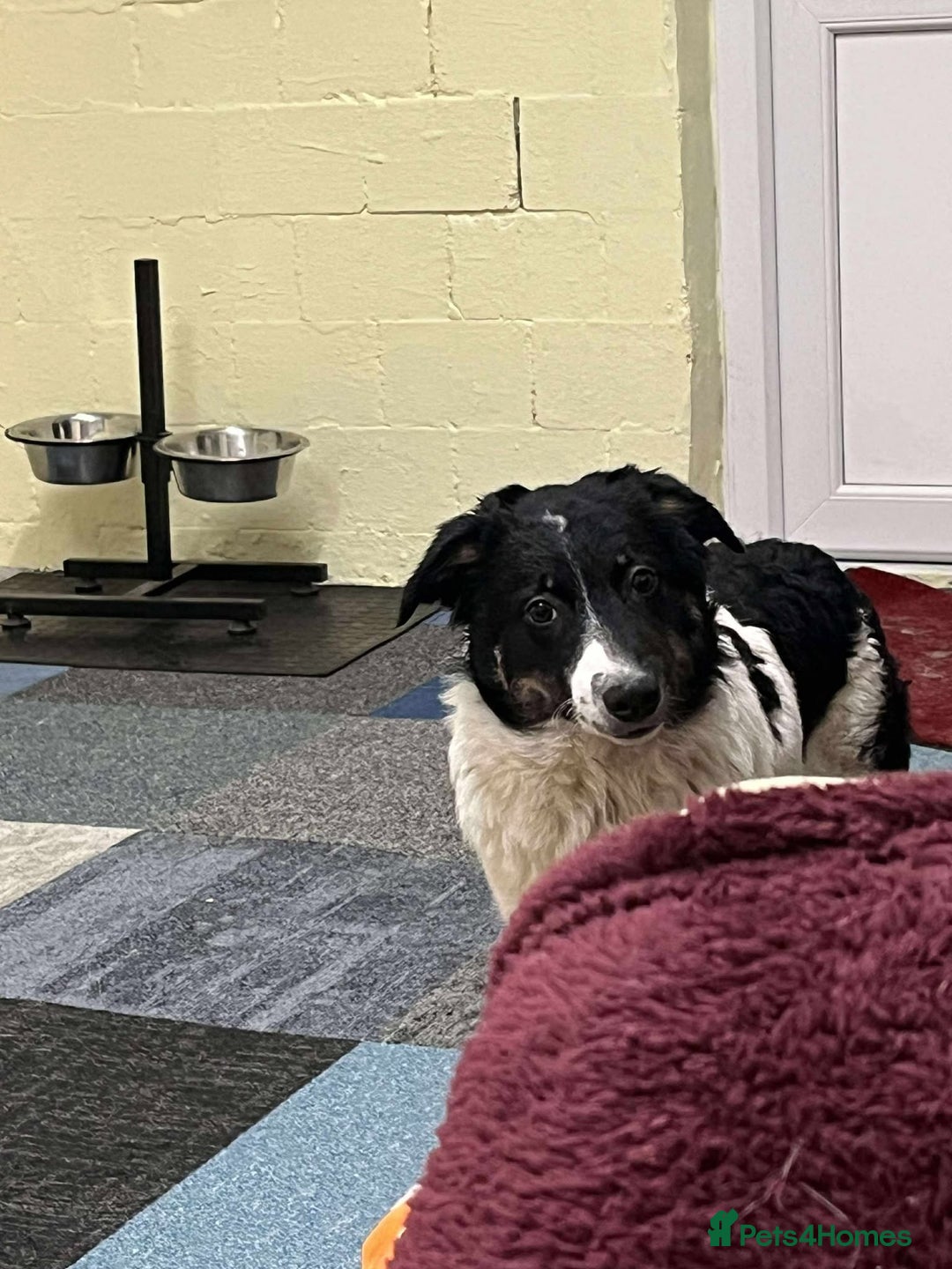 Mixed Breed dogs for adoption: TILLY - Advert 9