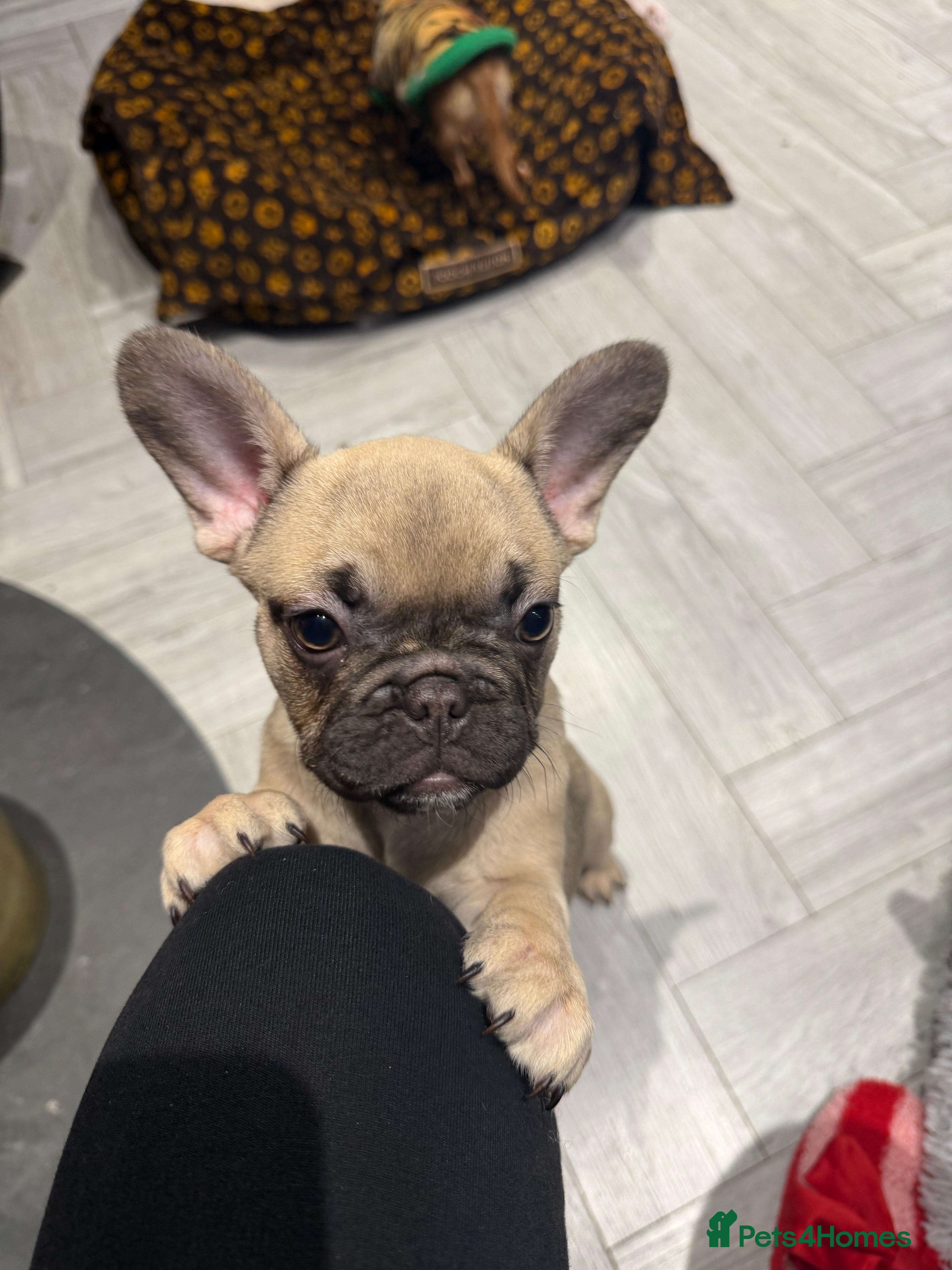French Bulldog dogs French bulldog pups for sale  - Advert 5