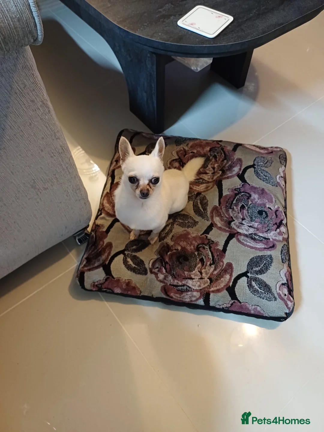 Chihuahua dogs for sale: Beautiful 2 Year Old Male Chihuahua - Leeds  in Leeds - Advert 2