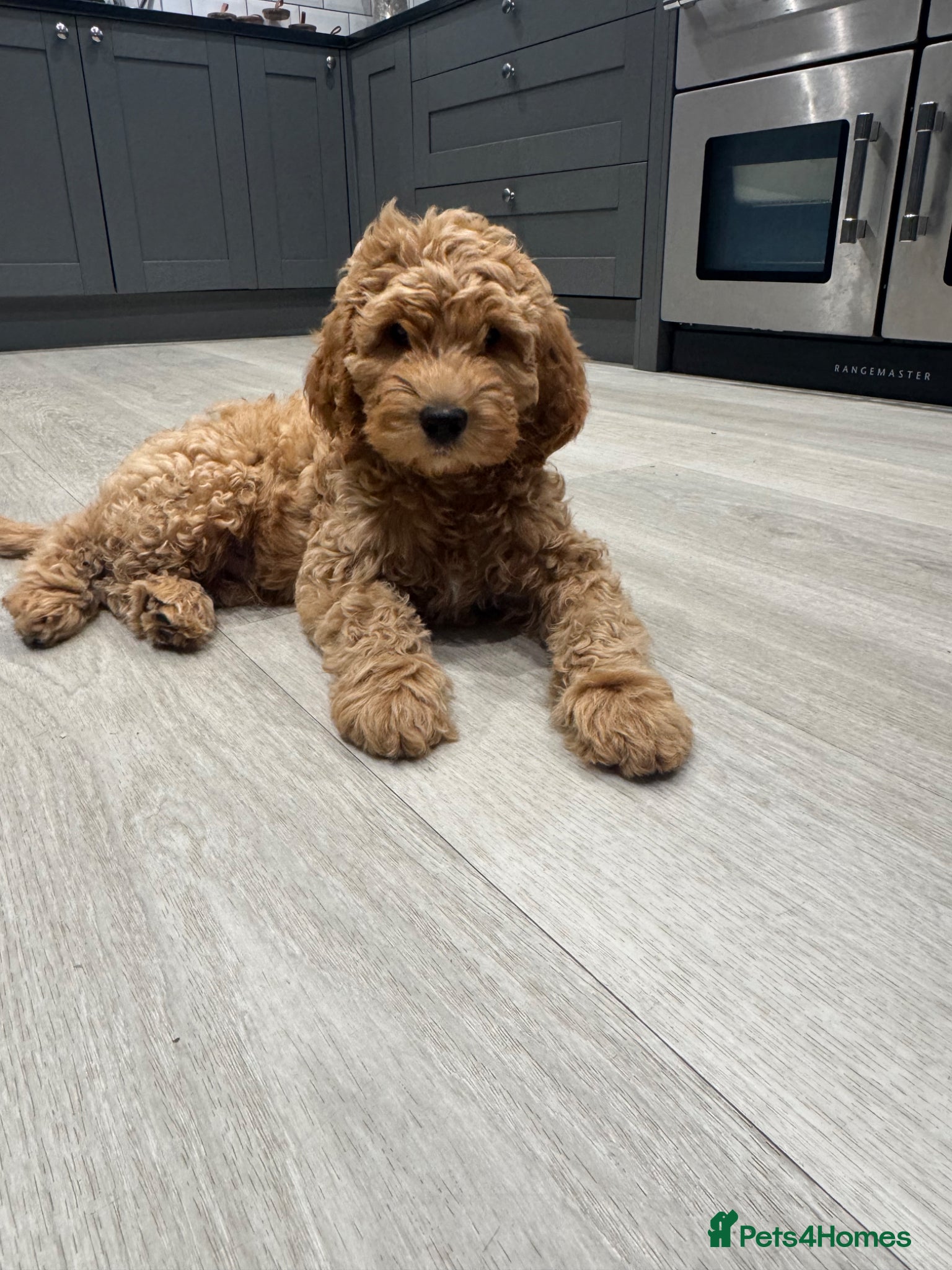 Goldendoodle dogs Outstanding Goldendoodles - Advert 1